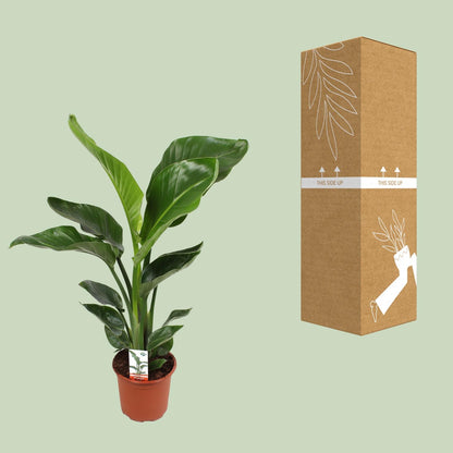 Strelitzia Nicolai Ø17cm Zimmerpflanze – pflanzfix24