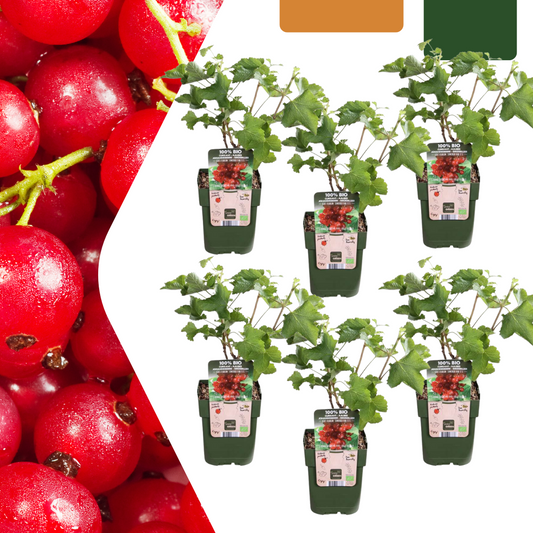 6 x Bio-Stachelbeerpflanzen - Ø 13 cm - ↨ 20 cm bei Pflanzfix24.de - Pflanzfix24.de