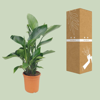 Strelitzia Nicolai - Ø22cm - ↕85cm - Pflanzfix24