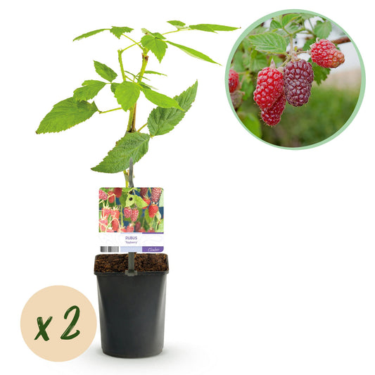 GreenboutiQ - Obstpflanze - Taybes - Rubus Tayberry - Rote Frucht - 2 Pflanzen - Topf 11cm Höhe 40cm - Pflanzfix24.de