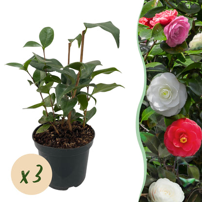 Pflanzfix24.de - Camelia japonica Tricolour - 3 Pflanzen - Immergrün - Topf 15cm - Pflanzfix24.de