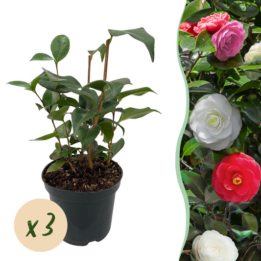 Pflanzfix24.de - Camelia japonica Tricolour - 3 Pflanzen - Immergrün - Topf 15cm - Pflanzfix24.de