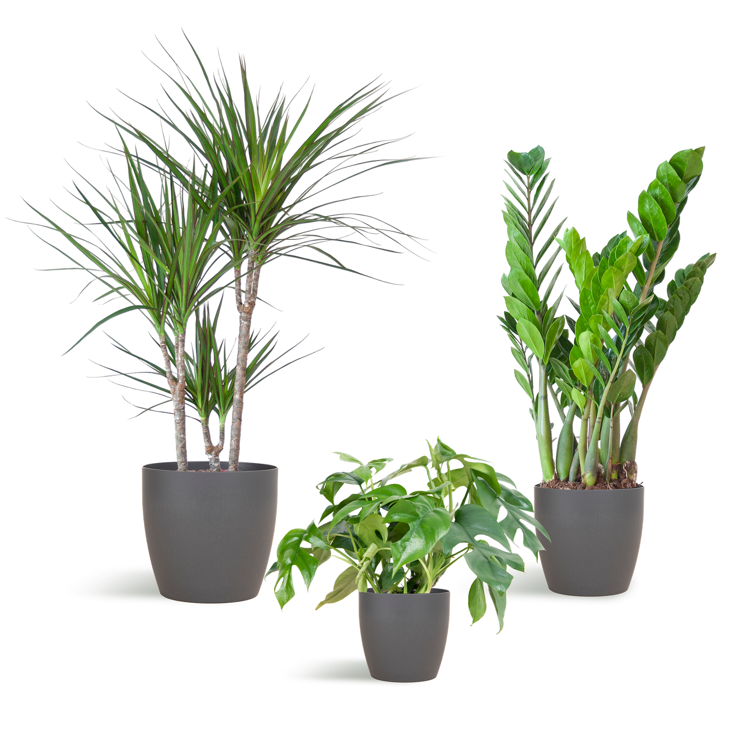 Shade Plant Box medium mit grauem Vibers-Topf | Pflanzfix24.de - Pflanzfix24.de