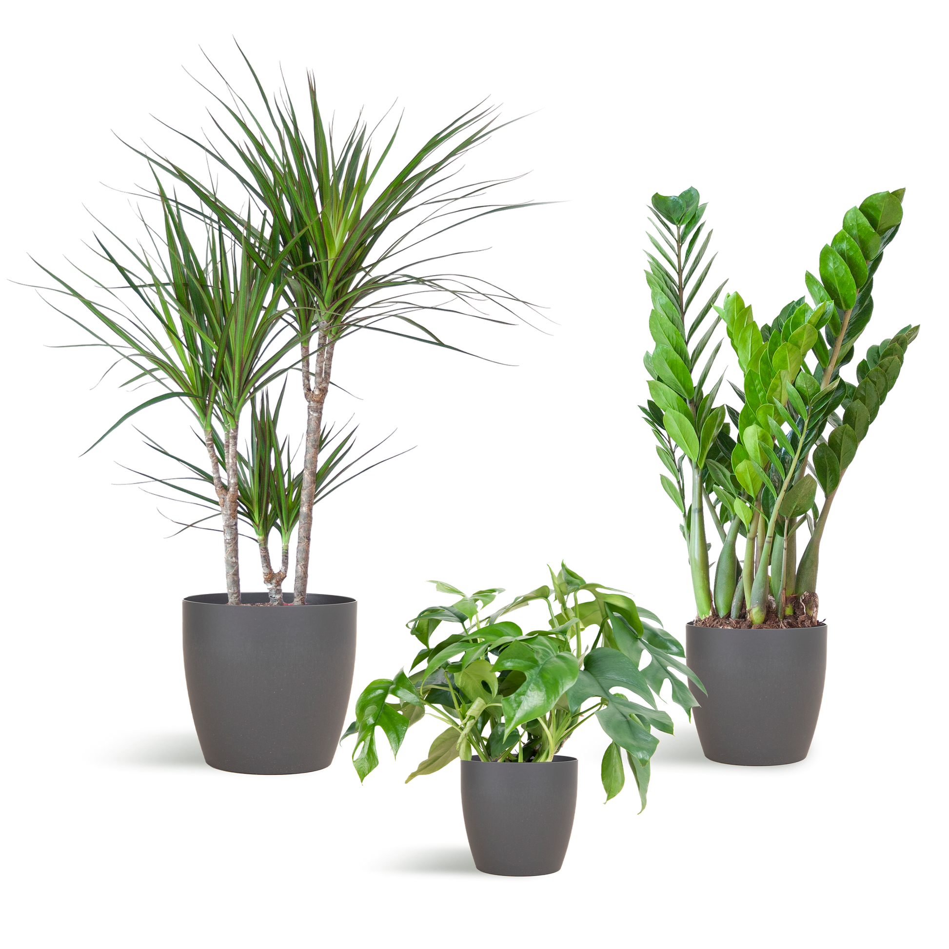 Shade Plant Box medium mit grauem Vibers-Topf | Pflanzfix24.de - Pflanzfix24.de