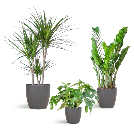 Shade Plant Box medium mit grauem Vibers-Topf | Pflanzfix24.de - Pflanzfix24.de
