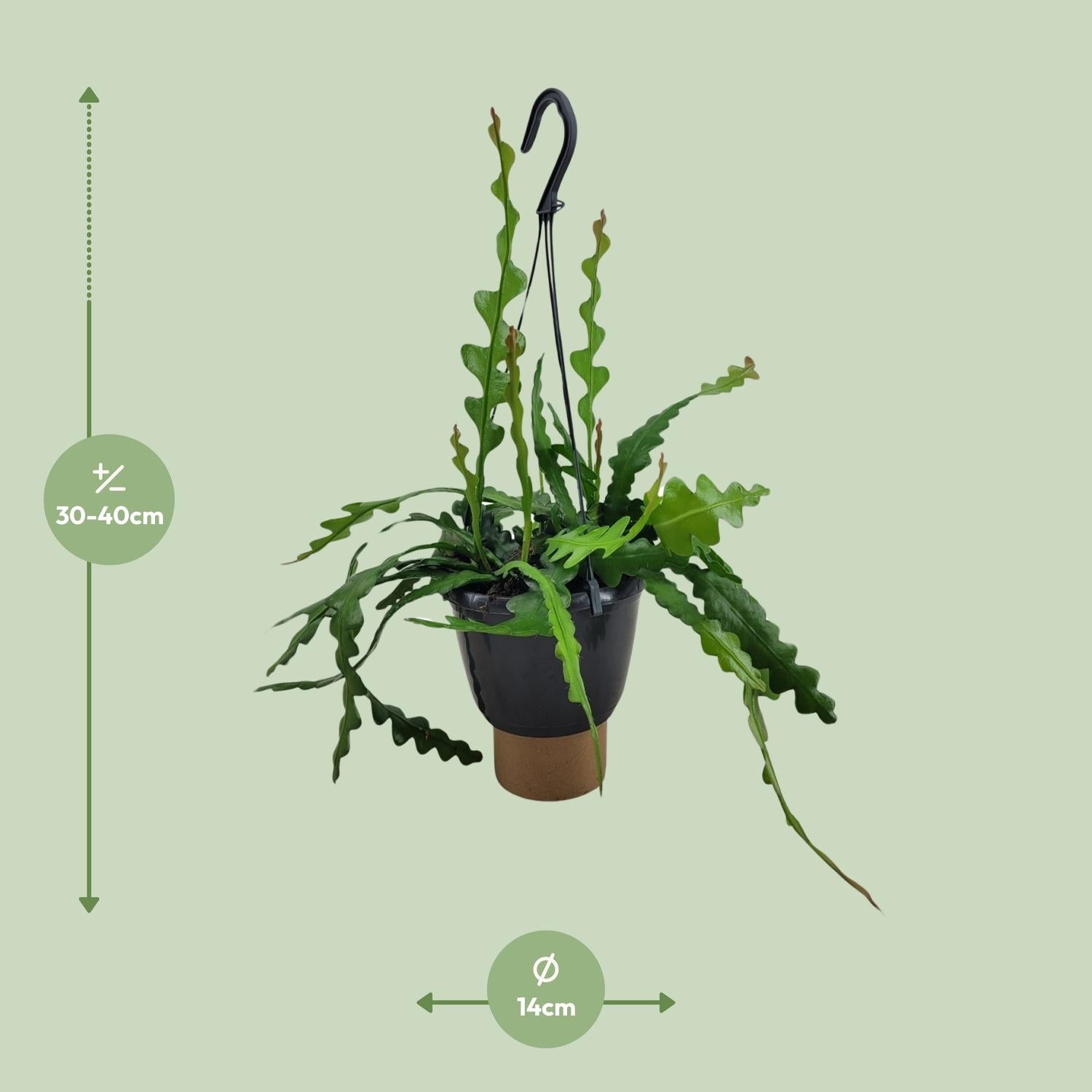 Epiphyllum Anguliger - Ø14cm - ↕35cm - Pflanzfix24.de - Pflanzfix24.de