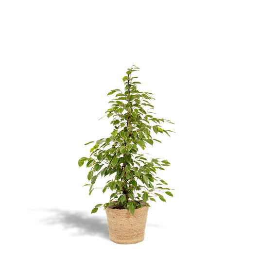 Ficus Benjamina Goldenking - Ø21cm - ↕95cm + Korb Selin - Pflanzfix24