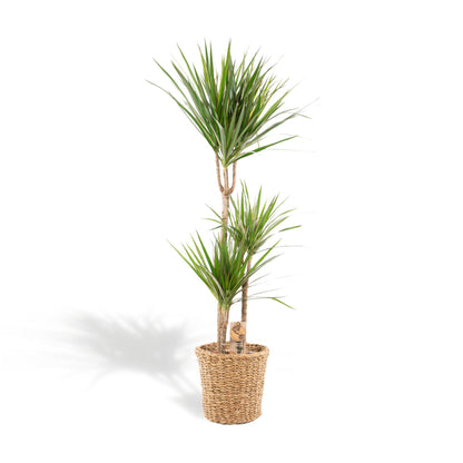 Dracaena Marginata Zimmerpflanze mit Korb - 120cm Höhe - Ø21cm Topf - Pflanzfix24