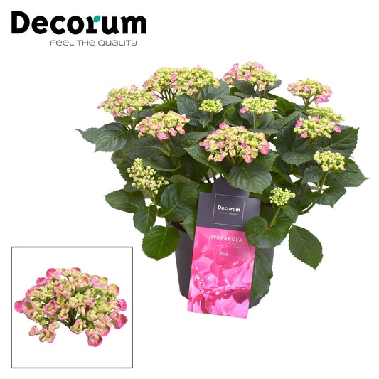 Hydrangea Curly Wurly Roze 9-15 Kop (Decorum) - Ø23cm - ↕50cm - Pflanzfix24