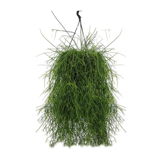 Rhipsalis Cassutha 25cm - Ø25cm - ↕60cm - Pflanzfix24