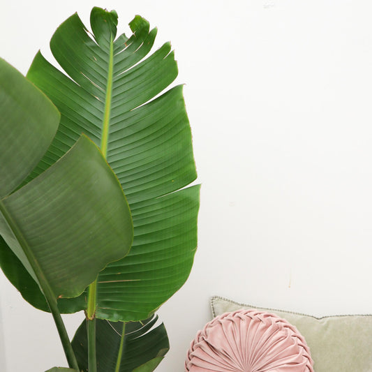 Strelitzia Augusta 180 cm Ø30 – Weiße Paradiesvogel Pflanze | Pflanzfix24