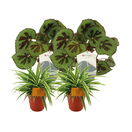 Chlorophytum Ocean & Begonia Masoniana Rock - 4er Set - Ø12 - ↕20-30 - Pflanzfix24