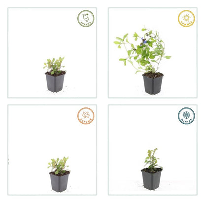 20x Ceratostigma plumbaginoides Bodendecker | Pflanzfix24.de - Pflanzfix24.de