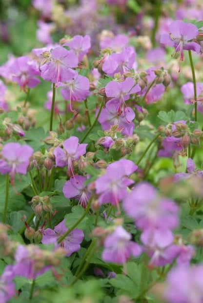 20er-Set Geranium cant. 'Cambridge' von Pflanzfix24.de - ↕10-25cm - Ø9cm - Pflanzfix24.de