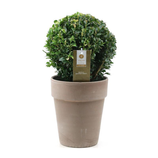 Buxus Sempervirens Ball in Ceramic Taupe - Pflanzfix24