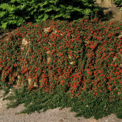 20x Cotoneaster prostratus 'Streib's Findling' Bodendecker | Pflanzfix24.de - Pflanzfix24.de