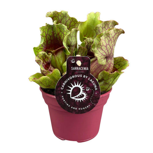 Sarracenia Schlauchpflanze Ø12cm – Fleischfresser – Pflanzfix24.de - Pflanzfix24.de
