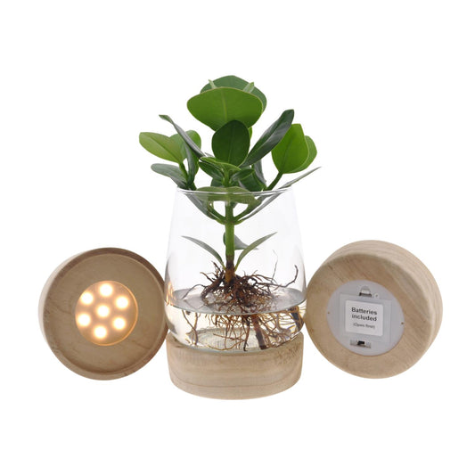 Clusia In Kingston Glas + LED - Ø12cm - ↕30cm - Pflanzfix24.de - Pflanzfix24.de