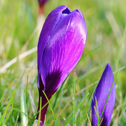 Pflanzfix24 - Krokus 'Flower Record' - 20 Blumenzwiebeln - Größe 8+