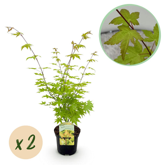 Pflanzfix24.de - Japanischer Ahorn Acer palmatum Summergold - 2 Pflanzen - Topf 19cm - Pflanzfix24.de