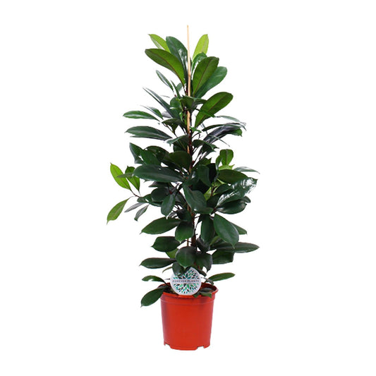Ficus Cyathistipula - Ø21cm - pflanzfix24
