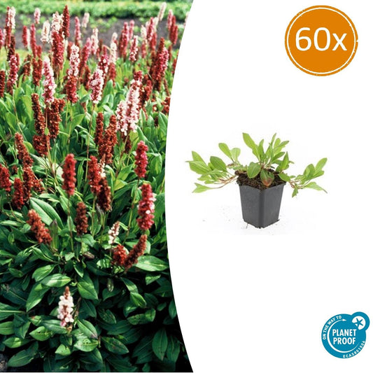 60x Persicaria aff. 'Darjeeling Red' - ↕10-25cm - Ø9cm - Pflanzfix24.de - Pflanzfix24.de