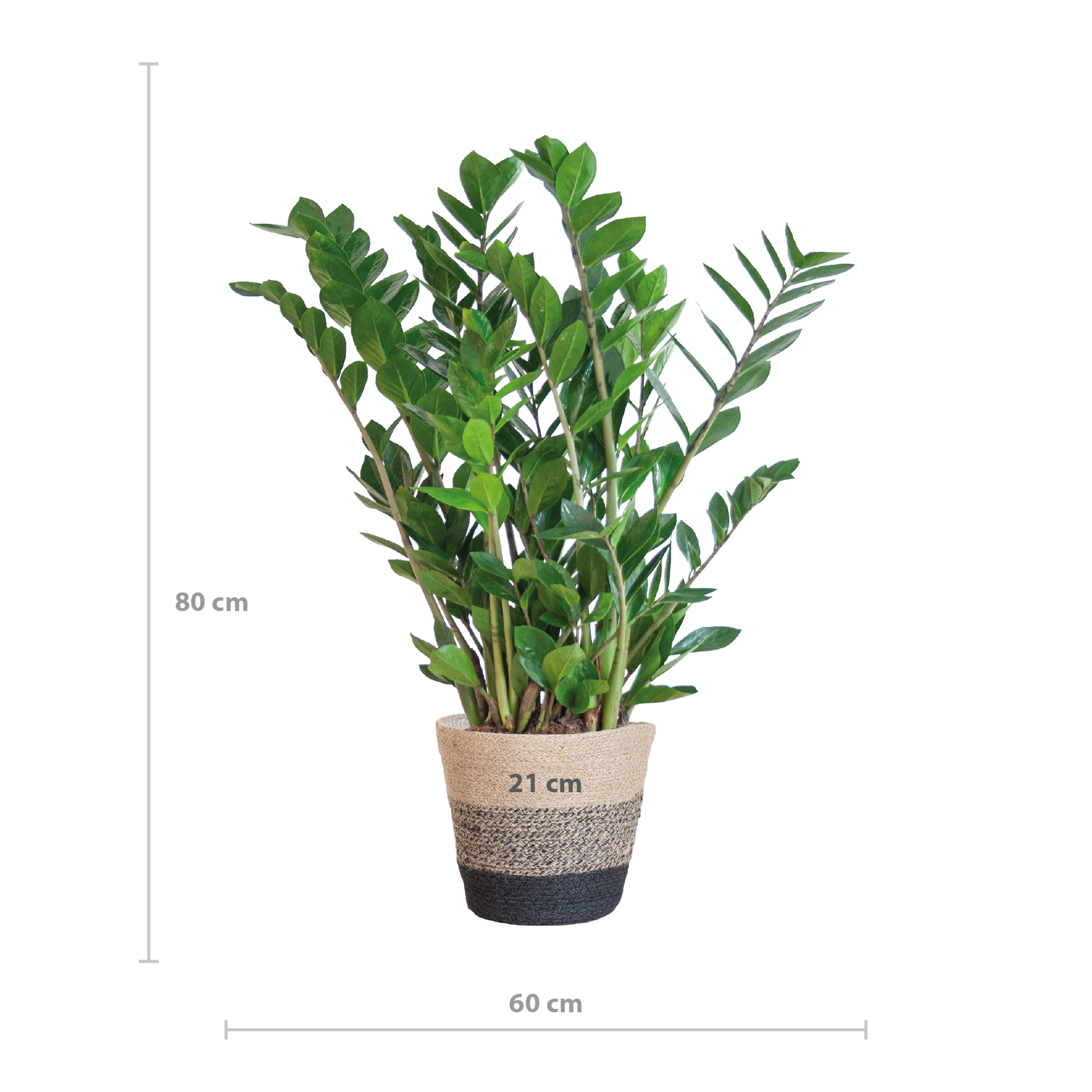 Zamioculcas mit Jutekorb Lissabon Schwarz – 80cm – Pflanzfix24.de - Pflanzfix24.de
