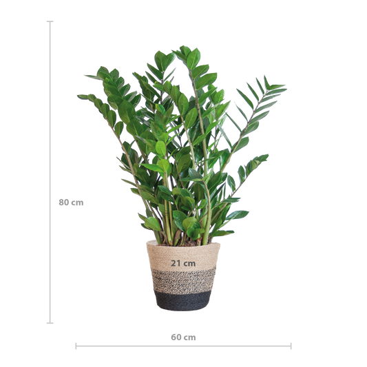 Zamioculcas mit Jutekorb Lissabon Schwarz – 80cm – Pflanzfix24.de - Pflanzfix24.de