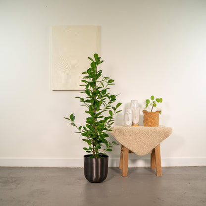 Ficus Microcarpa Moclame - Ø21cm - Pflanzfix24.de - Pflanzfix24.de