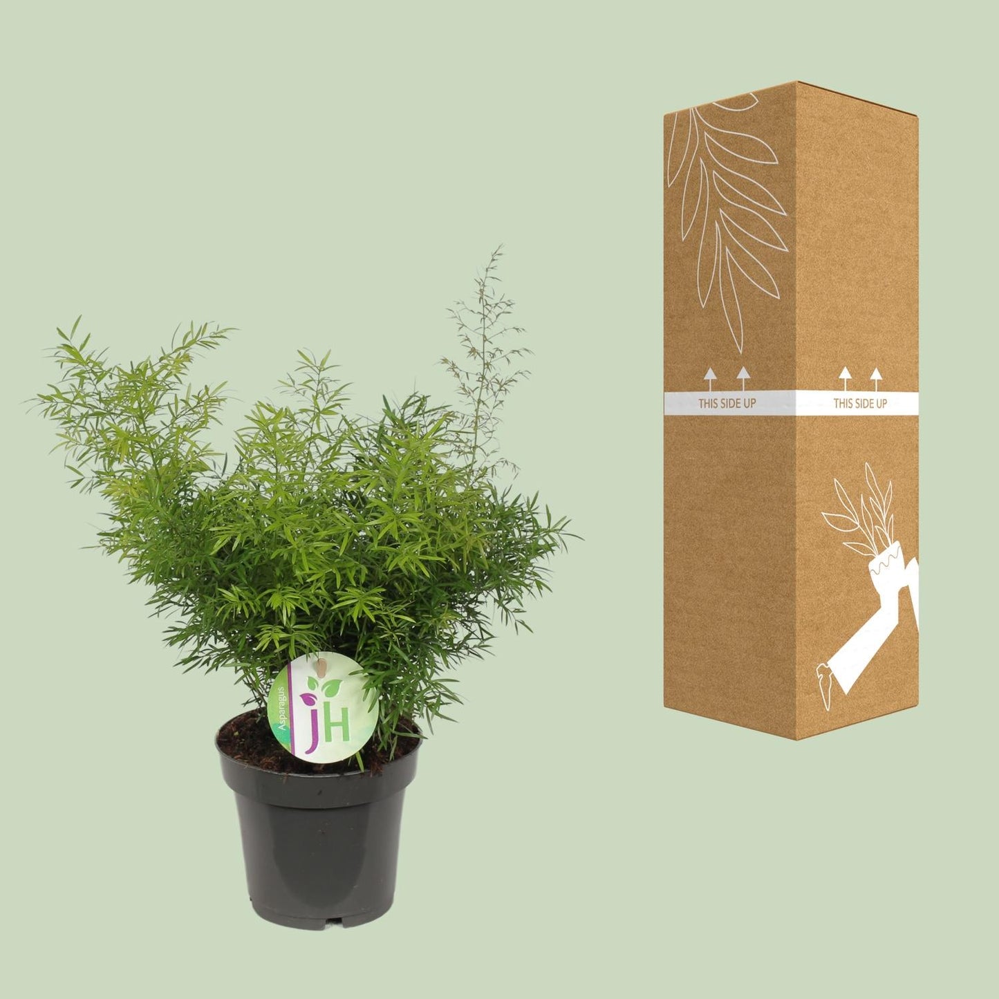 Asparagus Cwebe - Ø12cm - ↕30cm - Pflanzfix24