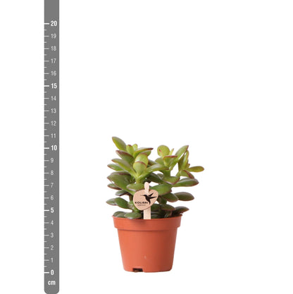 Kolibri Greens | Groene Pflanze - Sukkulente Crassula Minor - Blumenerde Ø6cm - Pflanzfix24