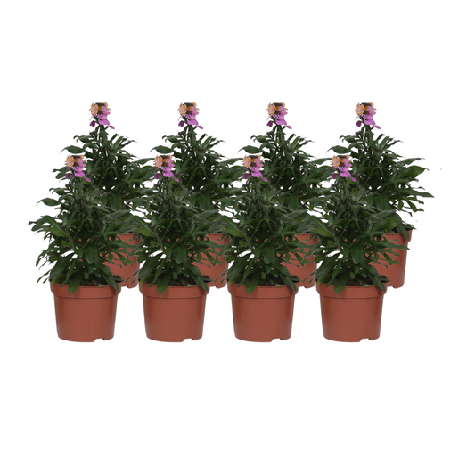 Erysimum 'Purple Glow' - 8 Stücke - Ø12cm - ↕30cm bei Pflanzfix24
