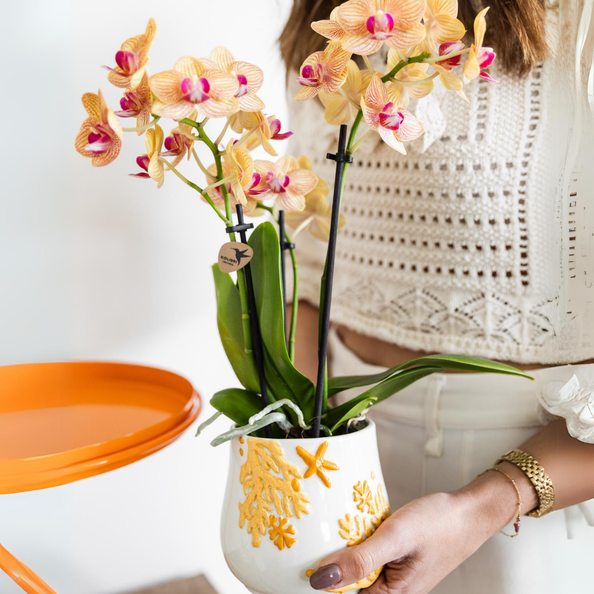 Orange Phalaenopsis „Jamaica“ Ø9cm – Multiflora Orchidee | Pflanzfix24.de - Pflanzfix24.de