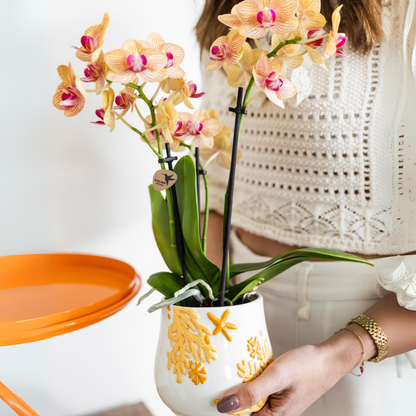 Orange Phalaenopsis „Jamaica“ Ø9cm – Multiflora Orchidee | Pflanzfix24.de - Pflanzfix24.de