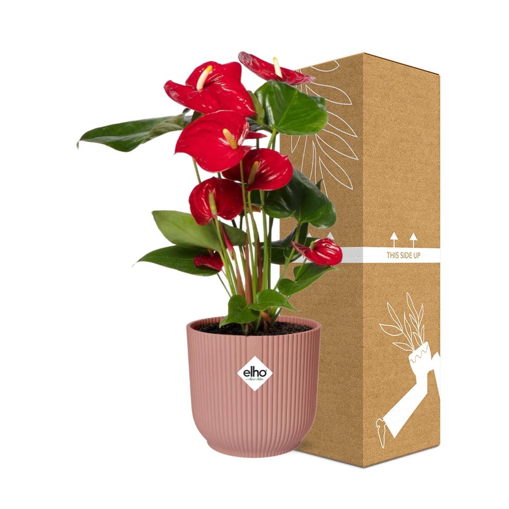 Anthurium Red 12cm - Pflanzfix24