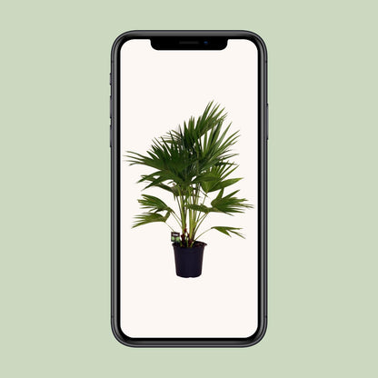 Livistona chinensis Palme Ø24cm – 100cm hoch | Pflanzfix24.de - Pflanzfix24.de