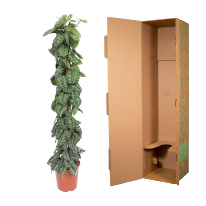 Scindapsus Pictus Trebie Moosstab 160cm – Kletterpflanze | Pflanzfix24.de - Pflanzfix24.de