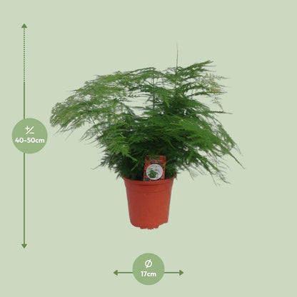 Asparagus Setaceus - Ø17cm - ↕45cm - Pflanzfix24