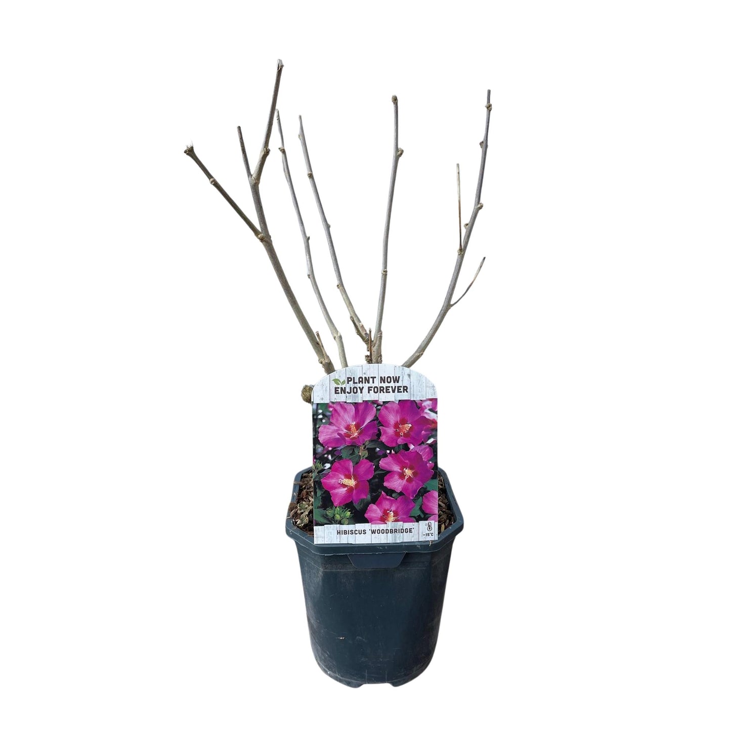 Pflanzfix24.de - Hibiscus syriacus Woodbridge - 1 Pflanze - Blüte Rosa - Laubabwerfend - Topf 17cm - Pflanzfix24.de