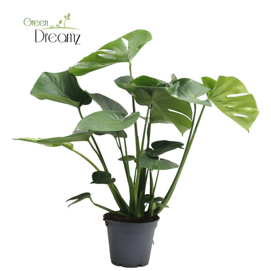 Monstera Deliciosa Tauerii - Zimmerpflanze im 17 cm Topf - Pflanzfix24