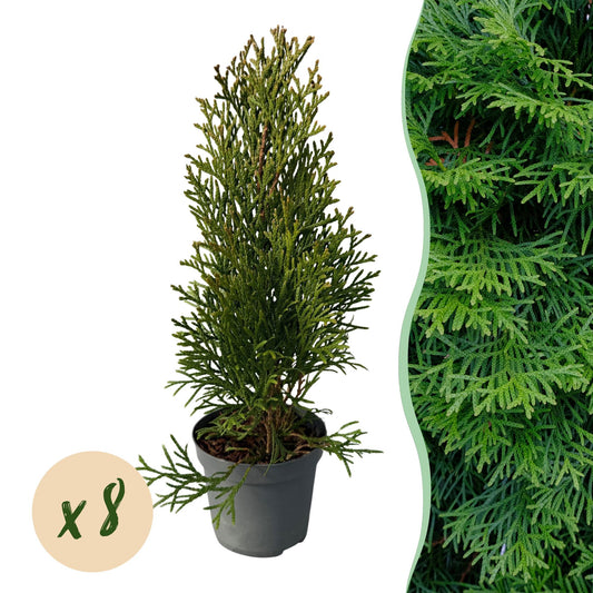 GreenboutiQ - Thuja occidentalis Smaragd Heckenpflanze - 8 Pflanzen - Pflanzfix24.de - Pflanzfix24.de