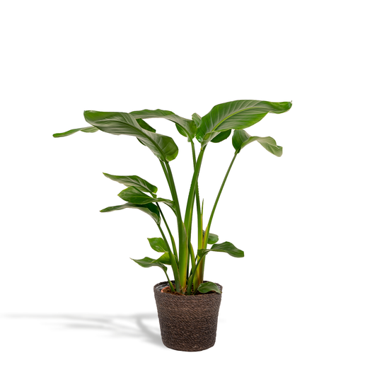 Strelitzia Nicolai - Ø19cm - ↕90cm + Korb Igmar - Pflanzfix24
