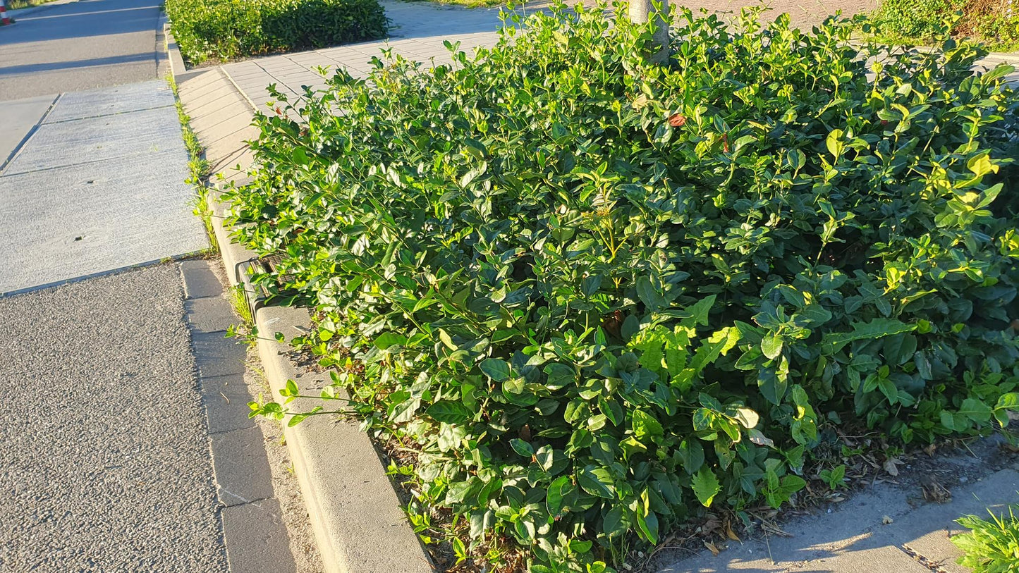 24x Euonymus fort. 'Coloratus' - ↕10-25cm - Ø9cm - Pflanzfix24