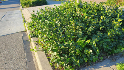 24x Euonymus fort. 'Coloratus' - ↕10-25cm - Ø9cm - Pflanzfix24