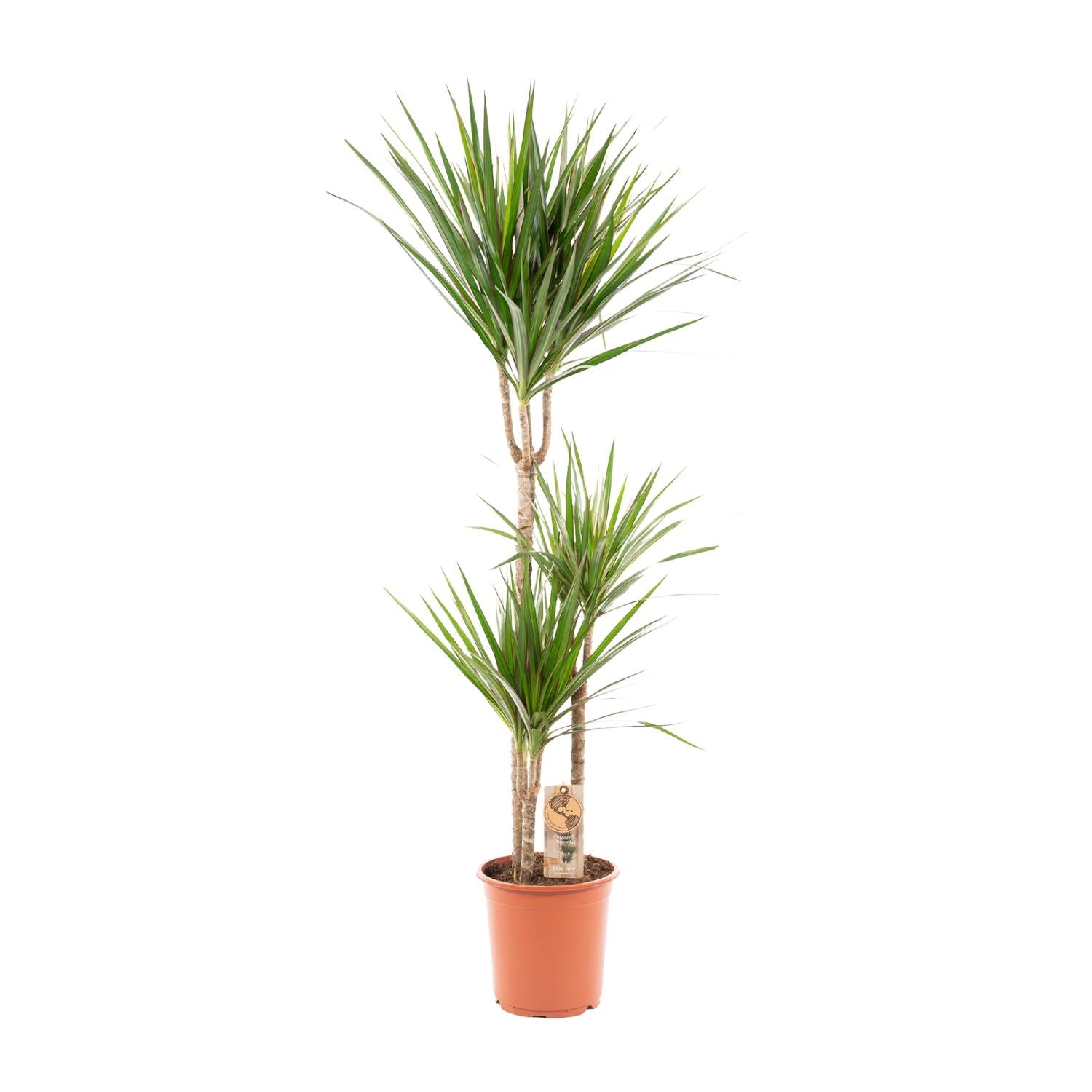 Dracaena Marginata - Ø21cm - ↕120cm - Pflanzfix24.de - Pflanzfix24.de