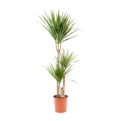 Dracaena Marginata - Ø21cm - ↕120cm - Pflanzfix24.de - Pflanzfix24.de