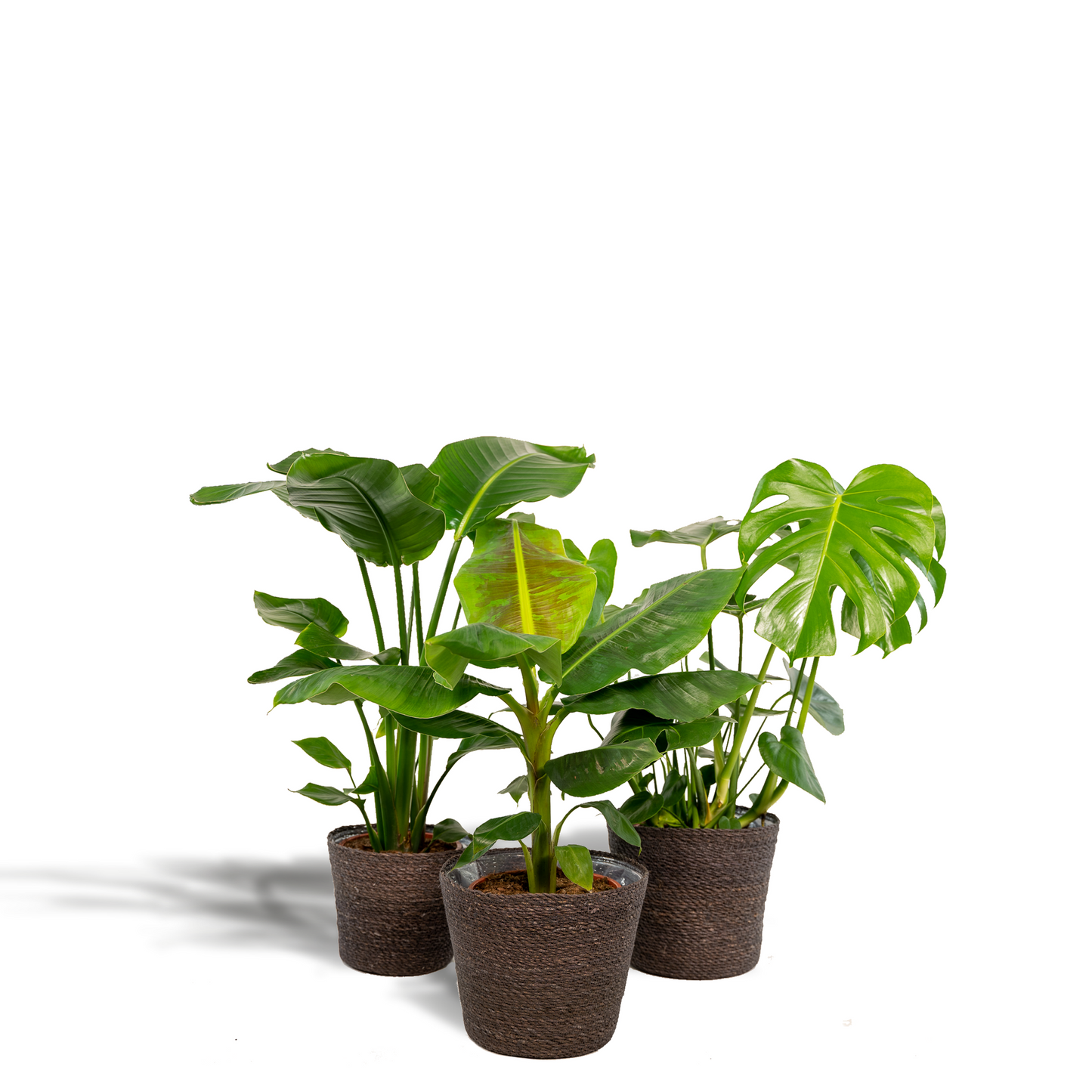 Tropische Zimmerpflanzen - Monstera, Musa Dwarf Cavendish, Strelitzia Nicolai + Korb Igmar - Pflanzfix24