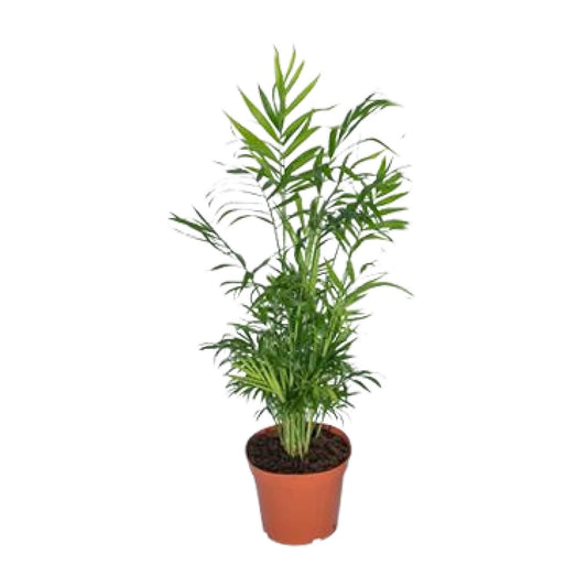 Chamaedorea Elegans - Mexikanische Bergpalme - Ø17cm - ↕55cm - Pflanzfix24.de - Pflanzfix24.de