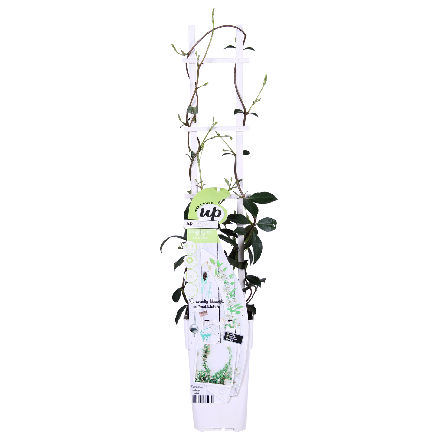 2x - Trachelospermum 'Star of Venice' - ↨65cm - Ø15 - Pflanzfix24