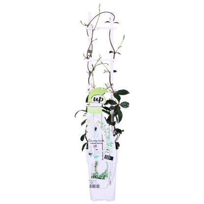 2x - Trachelospermum 'Star of Venice' - ↨65cm - Ø15 - Pflanzfix24